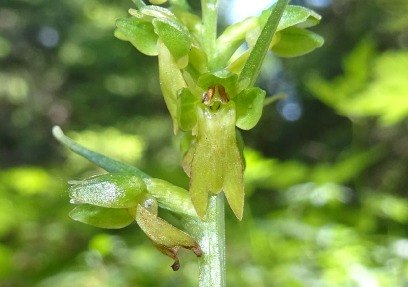 Coeloglossum viride..........Aldino (BZ)